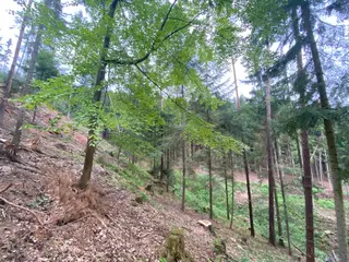 Lesní pozemek Jestřebíčko, okres Šumperk