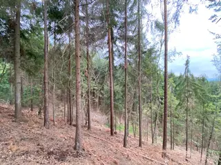 Lesní pozemek Jestřebíčko, okres Šumperk