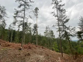Lesní pozemek Jestřebíčko, okres Šumperk
