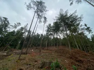 Lesní pozemek Jestřebíčko, okres Šumperk