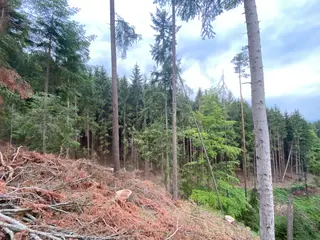 Lesní pozemek Jestřebíčko, okres Šumperk
