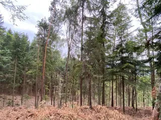Lesní pozemek Jestřebíčko, okres Šumperk