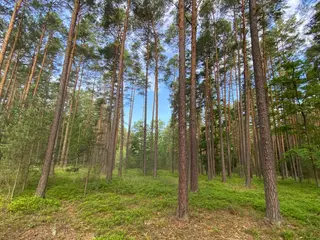 Lesní pozemek Mladošovice, okres České Budějovice