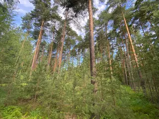 Lesní pozemek Mladošovice, okres České Budějovice