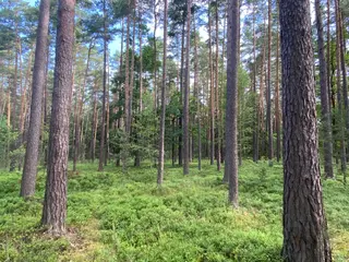 Lesní pozemek Mladošovice, okres České Budějovice