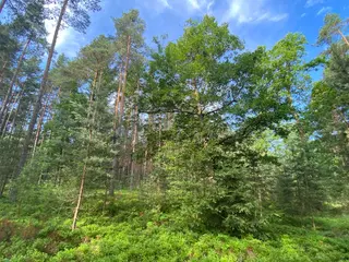 Lesní pozemek Mladošovice, okres České Budějovice