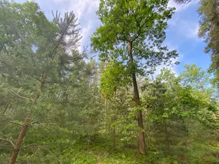 Lesní pozemek Mladošovice, okres České Budějovice