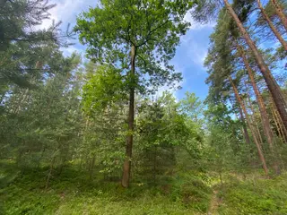 Lesní pozemek Mladošovice, okres České Budějovice