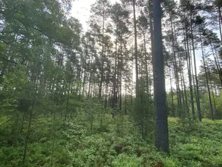 Lesní pozemek Mladošovice, okres České Budějovice