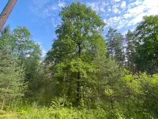Lesní pozemek Mladošovice, okres České Budějovice