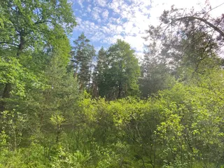 Lesní pozemek Mladošovice, okres České Budějovice