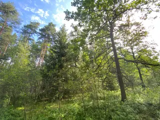 Lesní pozemek Mladošovice, okres České Budějovice