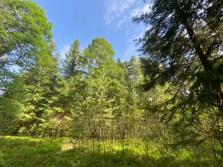 Lesní pozemek Mladošovice, okres České Budějovice