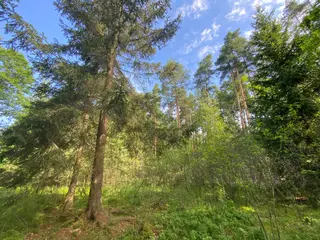 Lesní pozemek Mladošovice, okres České Budějovice