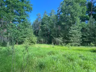 Lesní pozemek Mladošovice, okres České Budějovice