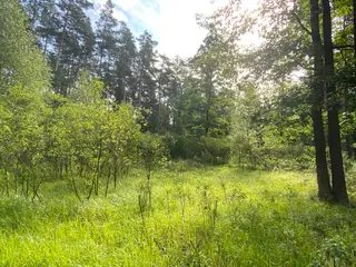 Lesní pozemek Mladošovice, okres České Budějovice