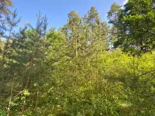 Lesní pozemek Mladošovice, okres České Budějovice