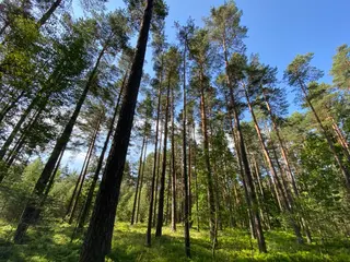 Lesní pozemek Mladošovice, okres České Budějovice