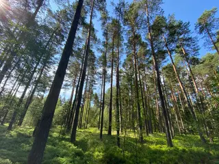 Lesní pozemek Mladošovice, okres České Budějovice