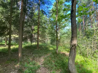 Lesní pozemek Mladošovice, okres České Budějovice