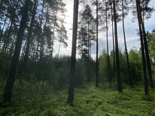 Lesní pozemek Mladošovice, okres České Budějovice