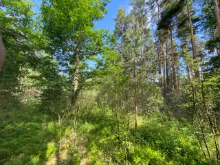 Lesní pozemek Mladošovice, okres České Budějovice