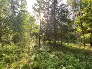 Lesní pozemek Mladošovice, okres České Budějovice
