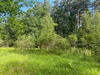 Lesní pozemek Mladošovice, okres České Budějovice