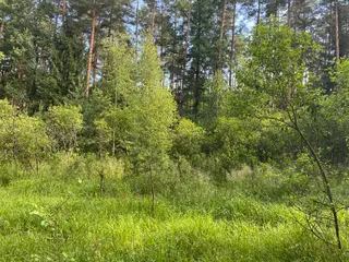 Lesní pozemek Mladošovice, okres České Budějovice