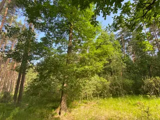 Lesní pozemek Mladošovice, okres České Budějovice