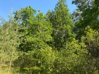 Lesní pozemek Mladošovice, okres České Budějovice