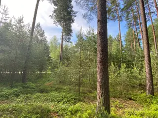 Lesní pozemek Mladošovice, okres České Budějovice