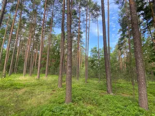 Lesní pozemek Mladošovice, okres České Budějovice