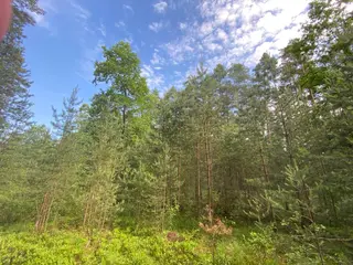 Lesní pozemek Mladošovice, okres České Budějovice