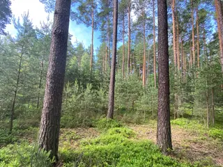 Lesní pozemek Mladošovice, okres České Budějovice