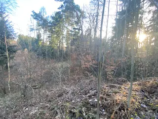Lesní pozemek p.č. 1600 Rovensko, okres Šumperk