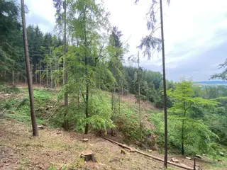 Lesní pozemek p.č. 194/4 Jestřebíčko, okres Šumperk