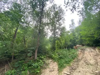 Lesní pozemek p.č. 194/4 Jestřebíčko, okres Šumperk