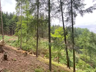 Lesní pozemek p.č. 194/4 Jestřebíčko, okres Šumperk