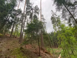 Lesní pozemek p.č. 194/4 Jestřebíčko, okres Šumperk