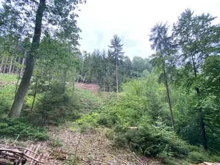 Lesní pozemek p.č. 194/4 Jestřebíčko, okres Šumperk