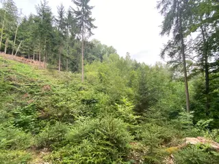 Lesní pozemek p.č. 194/4 Jestřebíčko, okres Šumperk