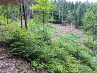 Lesní pozemek p.č. 194/4 Jestřebíčko, okres Šumperk
