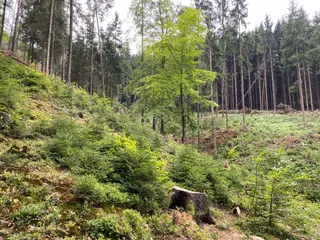 Lesní pozemek p.č. 194/4 Jestřebíčko, okres Šumperk