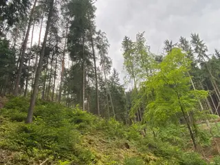 Lesní pozemek p.č. 194/4 Jestřebíčko, okres Šumperk