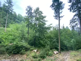 Lesní pozemek p.č. 194/4 Jestřebíčko, okres Šumperk