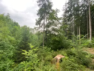 Lesní pozemek p.č. 194/4 Jestřebíčko, okres Šumperk