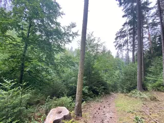Lesní pozemek p.č. 194/4 Jestřebíčko, okres Šumperk