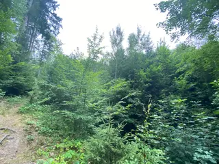Lesní pozemek p.č. 194/4 Jestřebíčko, okres Šumperk