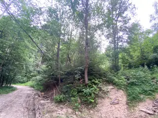 Lesní pozemek p.č. 194/4 Jestřebíčko, okres Šumperk
